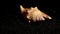 Strombidae Seashell on a black sand background 4K