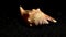 Strombidae Seashell on a black sand background HD