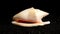 Strombidae Seashell on a black sand background HD