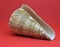 Strombus Bobonius whole Front view of marine fossil on red background