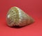 Strombus Bobonius whole Front view of marine fossil on red background