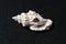 Strombus plicatus pulchellus - shell