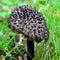 Stromilomyces strobilaceus mushroom