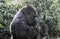 Strong Adult Black Gorilla