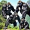 Strong AI generated Gorillas in the Jungle