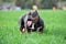 A strong american bully dog