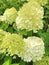 Strong Annabelle hortensia flowers