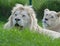 Strong beautiful white lions couple