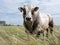 strong beef bull and summer grass in belgian meadow near brugge in flanders