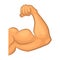 Strong biceps. Gym vector symbol isolate. Cartoon illustration