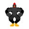 Strong black rooster. Powerful bantam. spring chicken bodybuilder. hard Farm bird