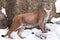 Strong body of a big cat Cougar in profile, against a background of rocks and snow, view of the beast from the side
