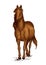 Strong brown arabian horse mustang portrait
