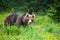 Strong brown bear sneaking from behind tall green grass in summer