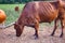 A strong brown Texas bull eats pellets of the ground