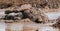 Strong Cape Buffalo wallowing in a mud on a sunny day