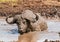 Strong Cape Buffalo wallowing in a mud on a sunny day