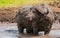 Strong Cape Buffalo wallowing in a mud on a sunny day