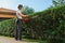 Strong caucasian man pruning hedge with petrol trimmer