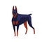 Strong colored doberman pinscher dog breed vector flat illustration. Muscular angry domestic animal posing isolated on