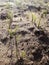 Strong contrast of browns and greens of the new cereal. Grain growing. EU countryside.