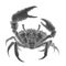 A strong crab with a large claw in a protective pose crawls along the beach.