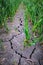 Strong deep crack in a dry agricultural crop field surrounded by young green plants. Drought and global warning concept.