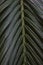 Strong deep green palm tree leaves with dark background