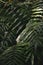 Strong deep green palm tree leaves with dark background