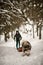 Strong dog pulls a sled with equipment along a snowy path at winter forest. Blurred skier on background