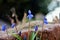 Strong elegant flowers in an unfriendly rocks