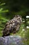 Strong eurasian eagle-owl looking up and sitting on a stone in summer nature