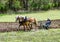 strong farmer and horse team plowing demonstration