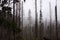 Strong fog in the forest in the mountains, pine trees and old trees in bad weather