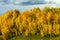 Strong Golden Stand of Aspen Trees on Kebler Pass, Colorado