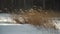 Strong gusty wind. Dry tall grass in a snowdrift. Beautiful winter snowy landscape