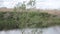 Strong gusty wind shakes a small willow tree on the river bank, waves on the river