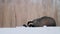 A strong and hungry badger Meles meles eats a carcass, a deer head. There is snow on the ground, it is winter