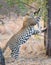 Strong and hungry leopard catch a rock python to eat