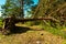 a strong hurricane tore a tree from the ground, a pine tree with a root. a tree fallen by a hurricane lies across the road