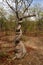 Strong liana tree encircles, Zambia