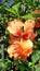 Strong light on blooming orange Hibicus flower in tropical garden