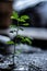 Strong little weed growing in harsh environment Blurred background