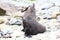 Strong Male Fur Seal sunbathing on a Rock