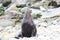 Strong Male Fur Seal sunbathing on a Rock