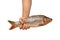 Strong male hand holds big fresh raw fish isolated