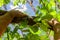 Strong male hands hanging from tree branch in forest, sunlight coming thru green leaves