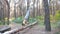 Strong man doing handstand on log in forest. Hardy and muscular guy doing stunts during training. Athlete showing