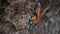 strong man rock climber climbing overhanging rock route, making hard move and falling.