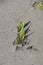 A strong plant shoots up trough a layer of asphalt